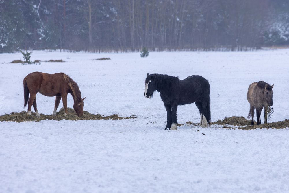 Photograph by Ineta Osipoviča