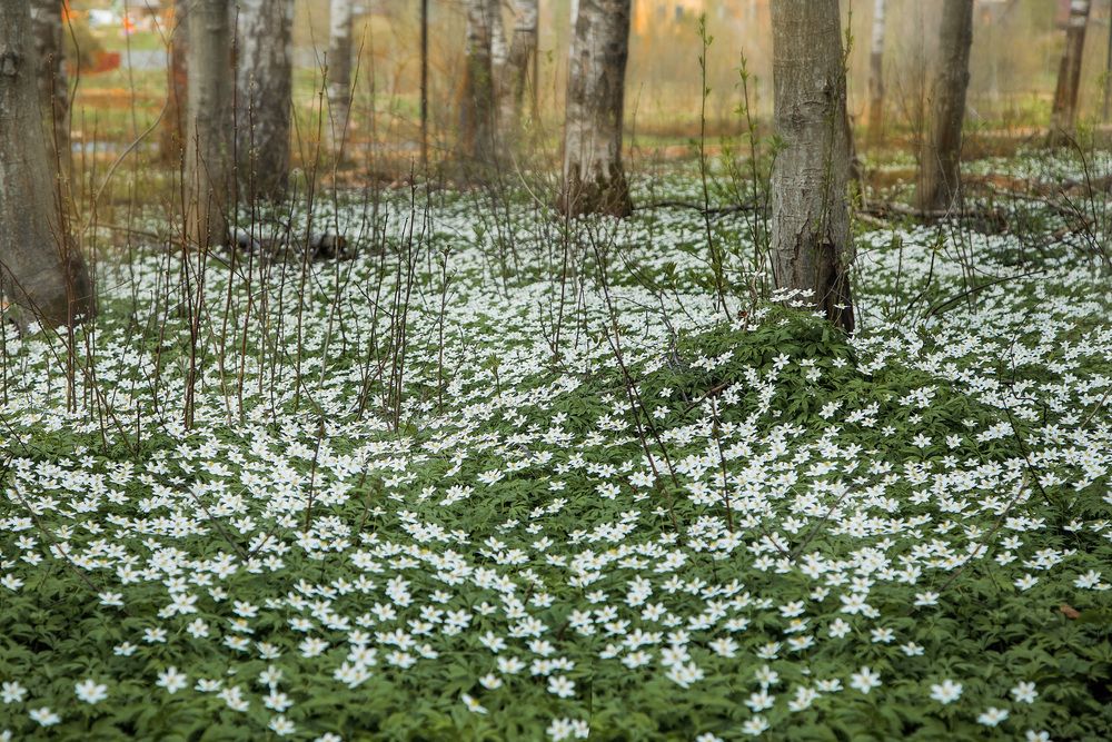 Photograph by Ирина Ларина