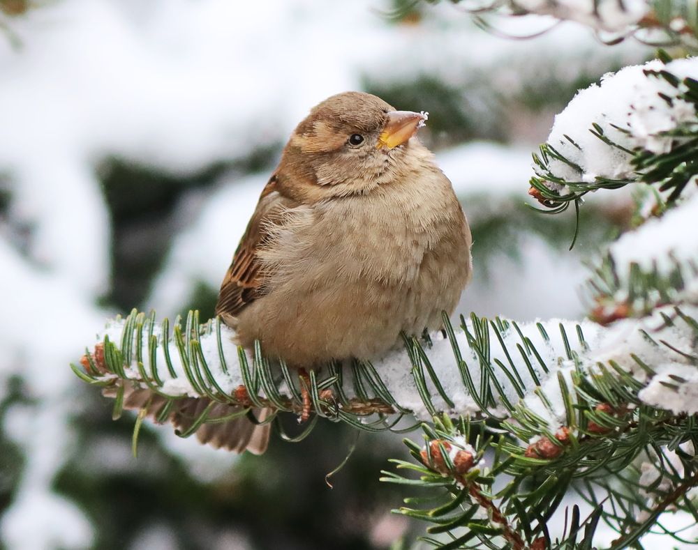 Photograph by Сергей Маслов