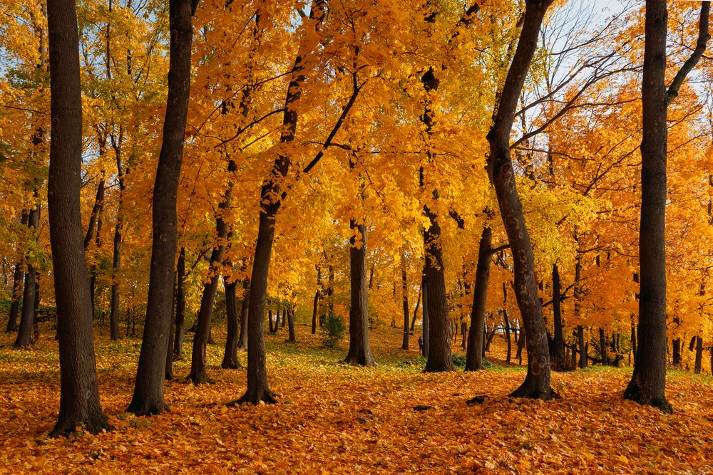 Photograph by Алексей Коврижных