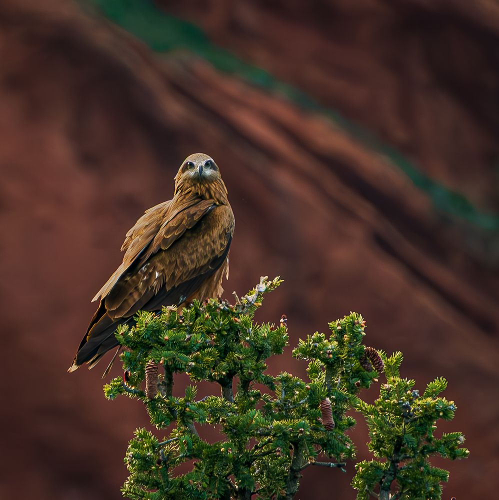 Photograph by Никита Борзов