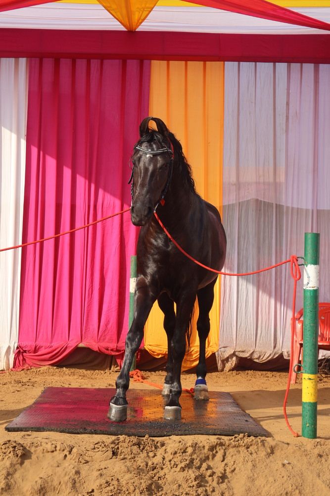 Photograph by Trishla Kadam