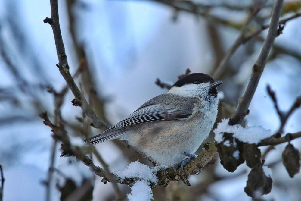 Фотография автора Роман Савин