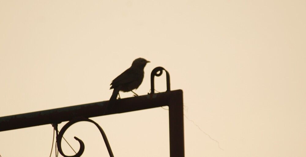 DUSK LOOK OF SPARROW