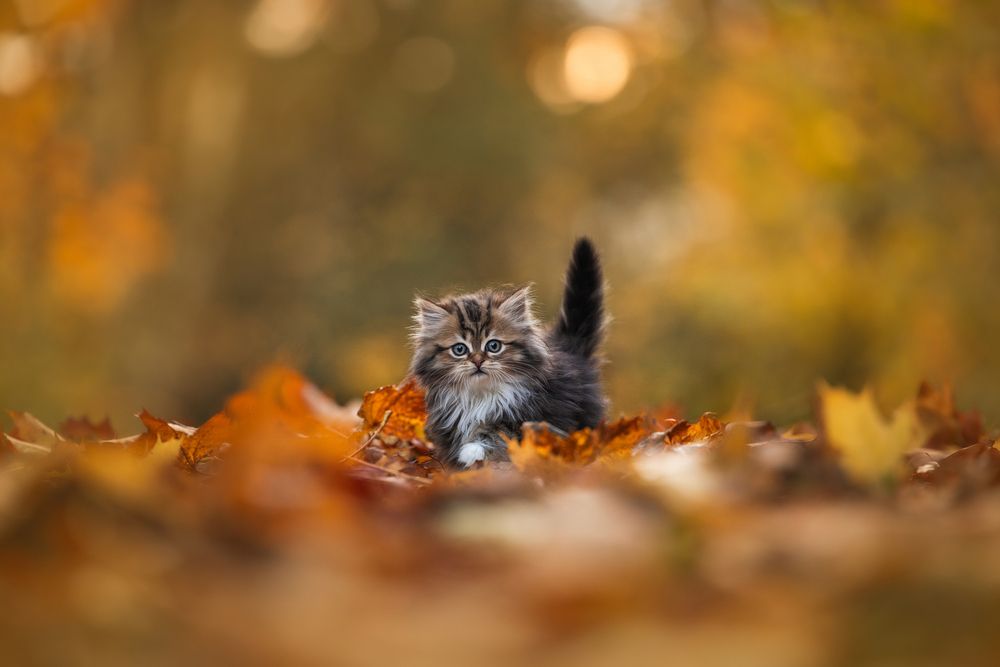 First steps