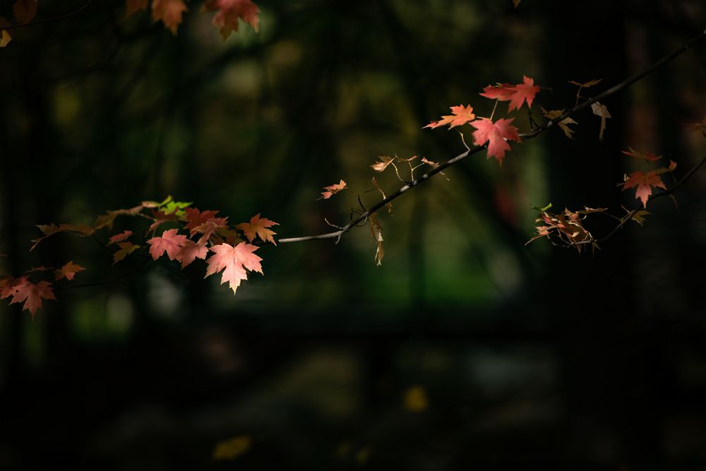 Photograph by Хуршудов Дмитрий