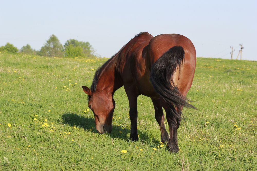Фотография автора Анна-Лаймуте Милошевич