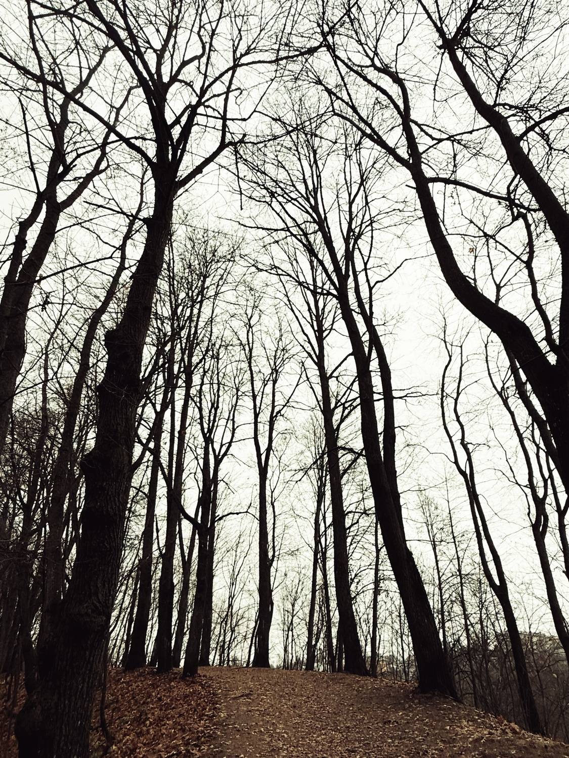 Фотография #13048777