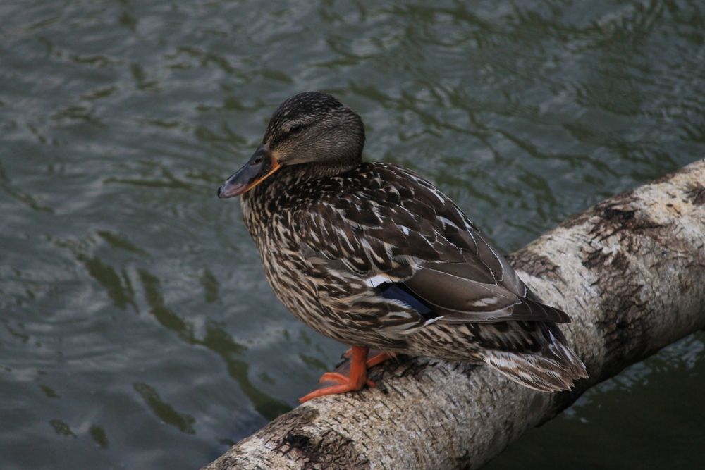 Photograph by _Pap0rotnik _