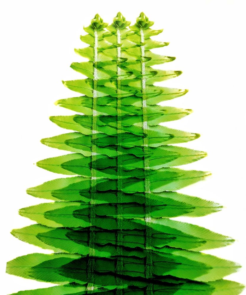 Фотография автора Roberto Hagemann