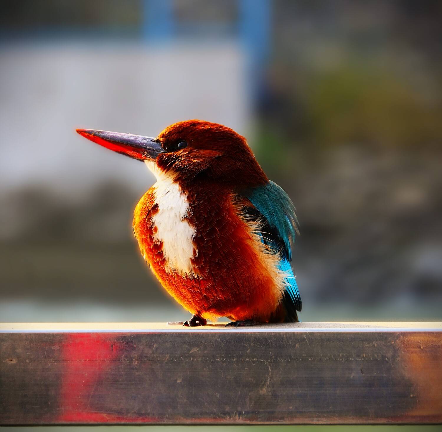 Jewel of the Riverbank