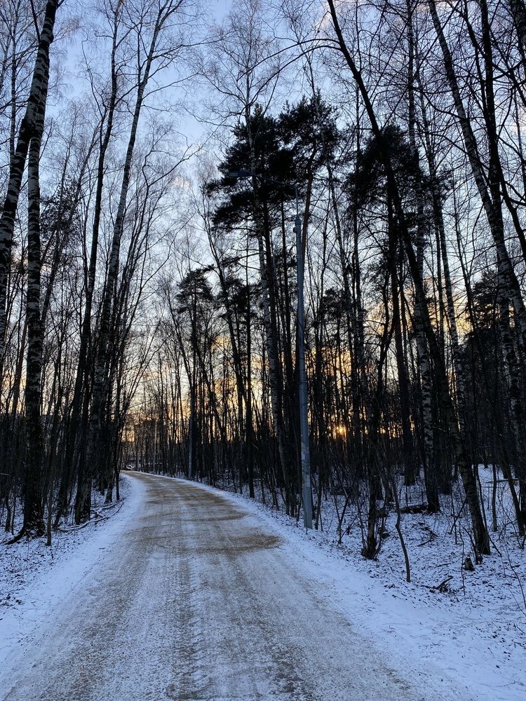 Дорога в лесу