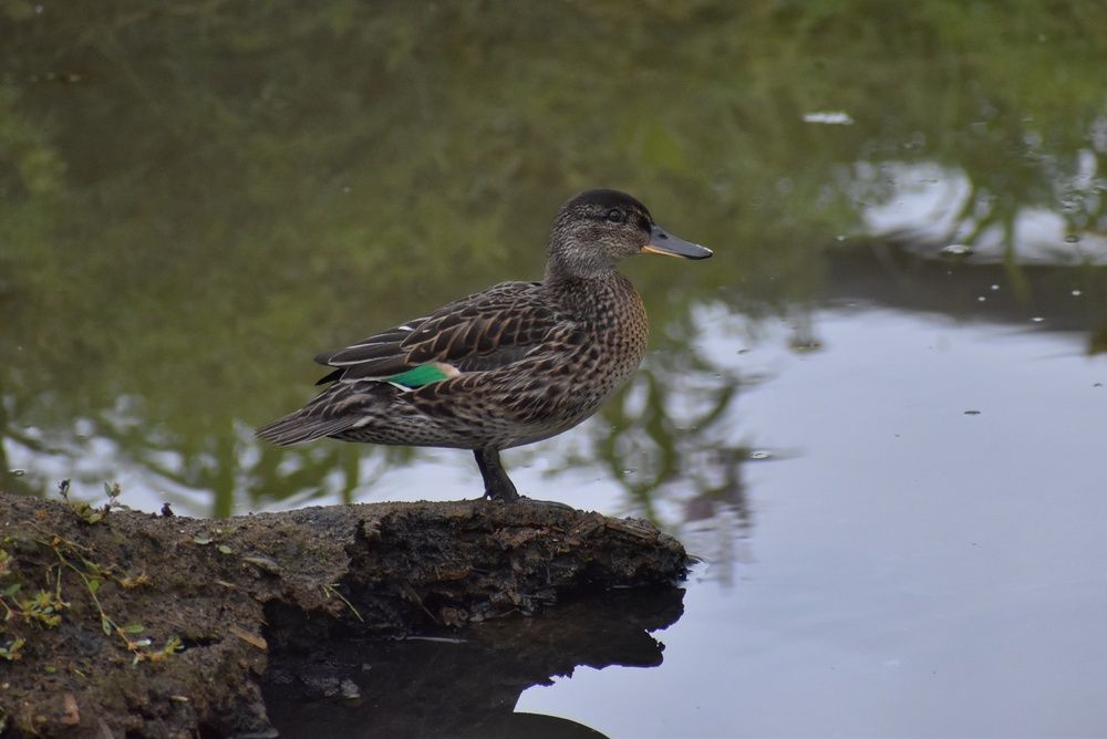 Photograph by Нина Кольман