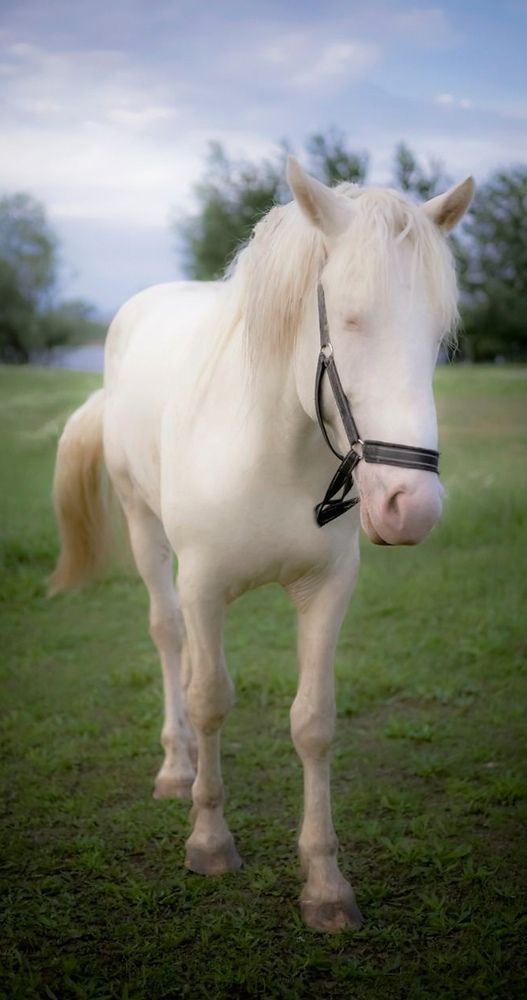 Photograph by Людмила Лебединская