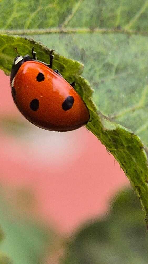 Ladybug on a Leaf