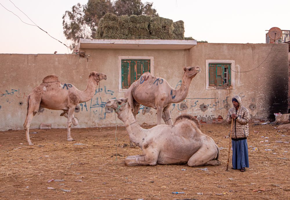 Photograph by Heba Ahmed