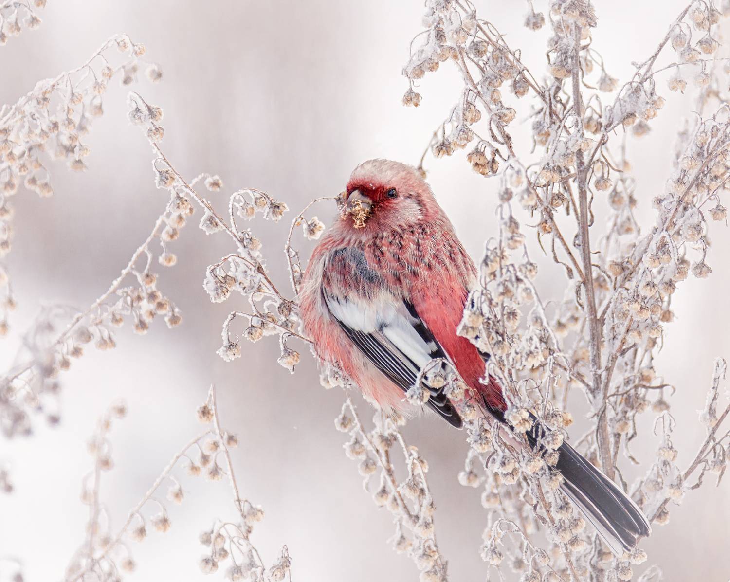 Зимний урагус.