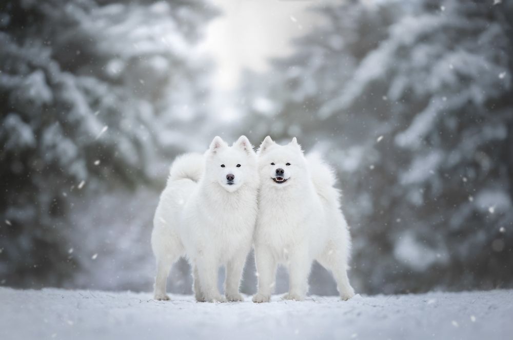 Photograph by Shanna van Mens