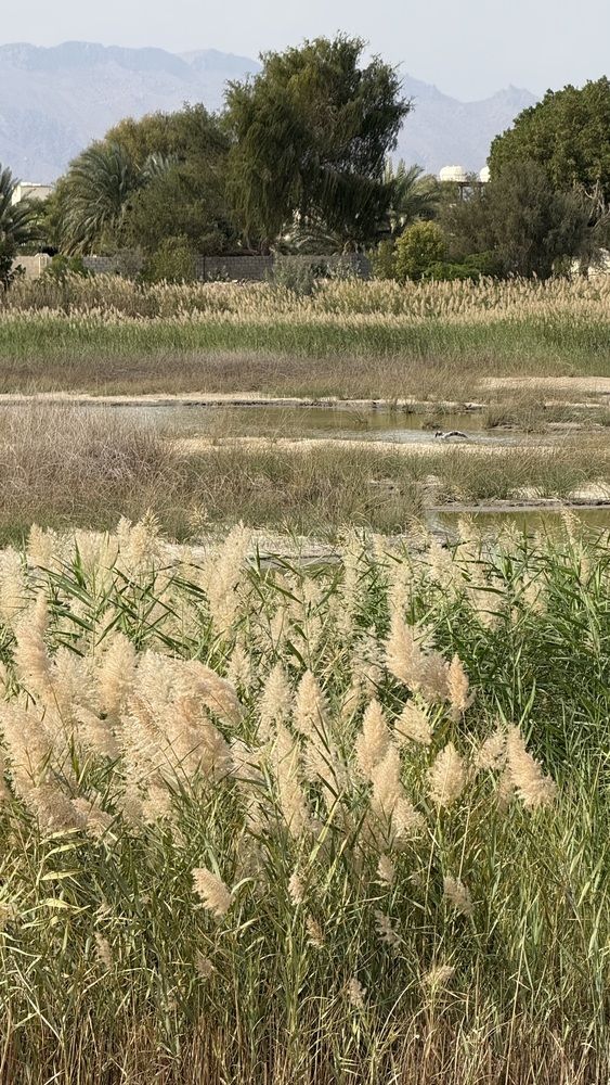 Photograph by Waleed Yousuf Alwahaibi