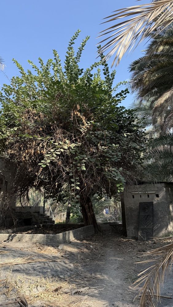 Photograph by Waleed Yousuf Alwahaibi