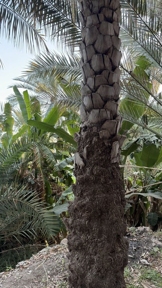 Photograph by Waleed Yousuf Alwahaibi