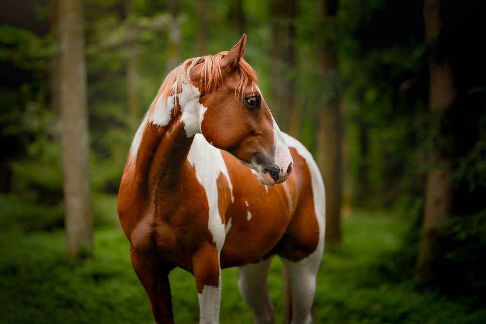 Photograph by Lenka Šilhová