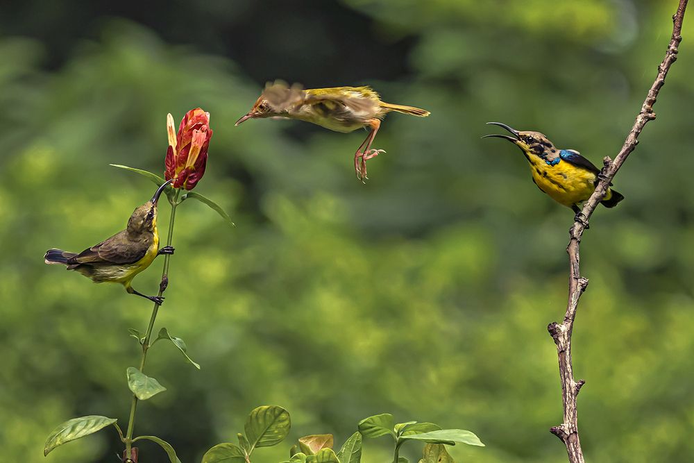 Photograph by Saumi Biswas