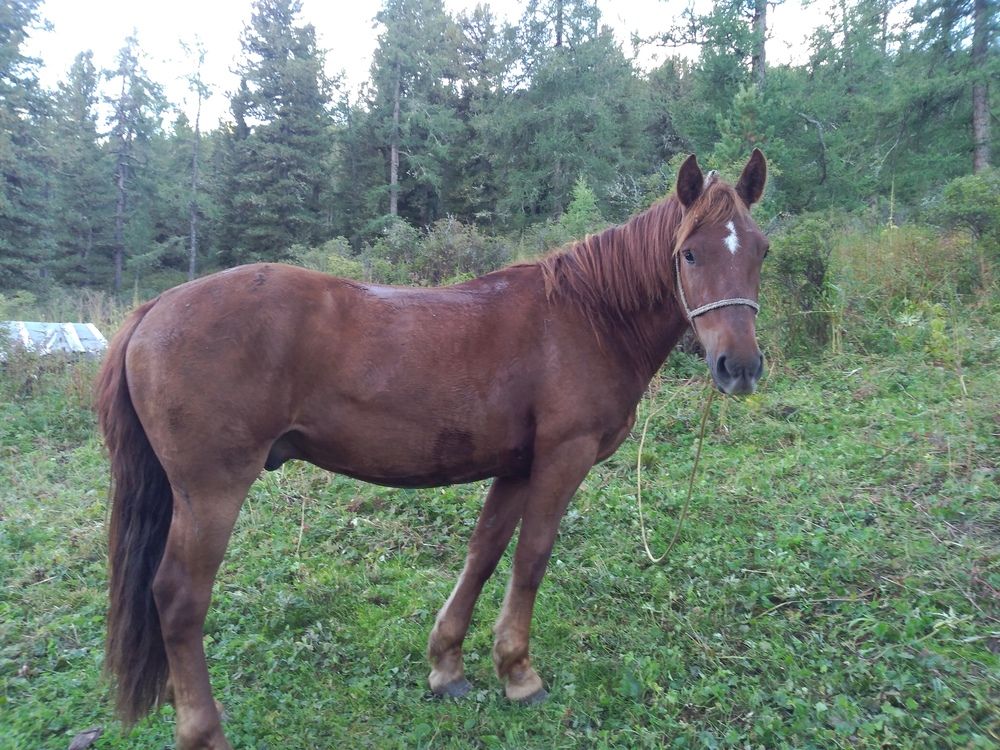 Photograph by СТЕПАН ДЖУЛАКИДЗЕ