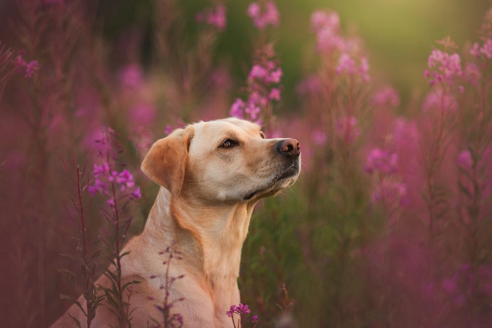 Summer breeze