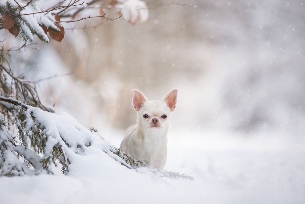 Little snow princess