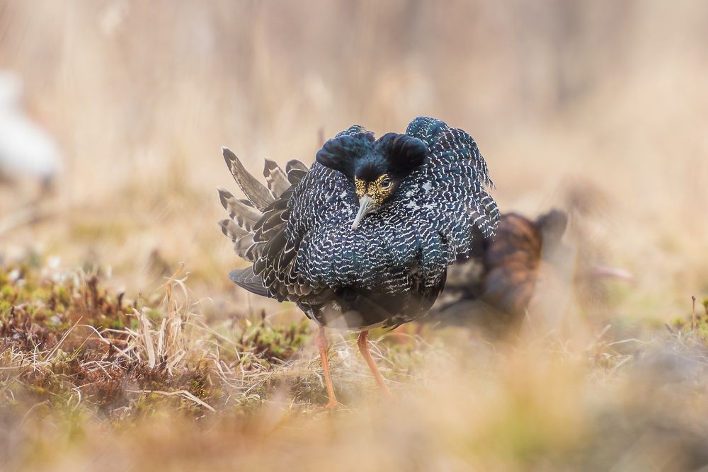 Грозный соперник
