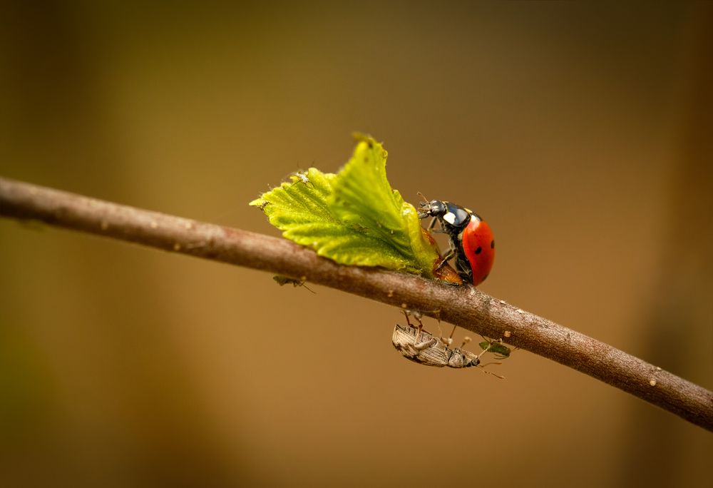 Параллельные миры