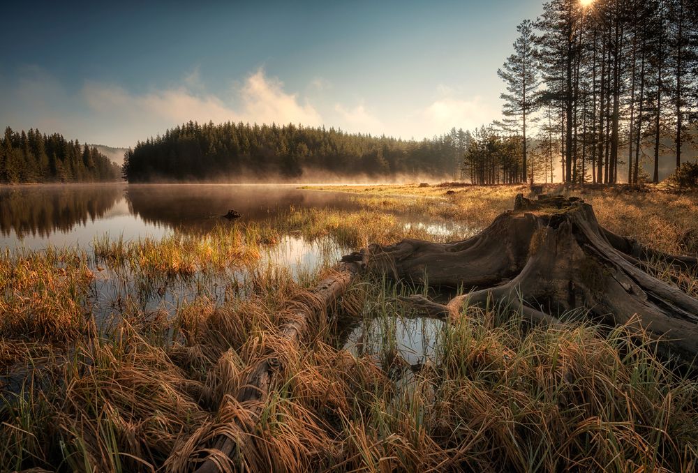 Золотое утро