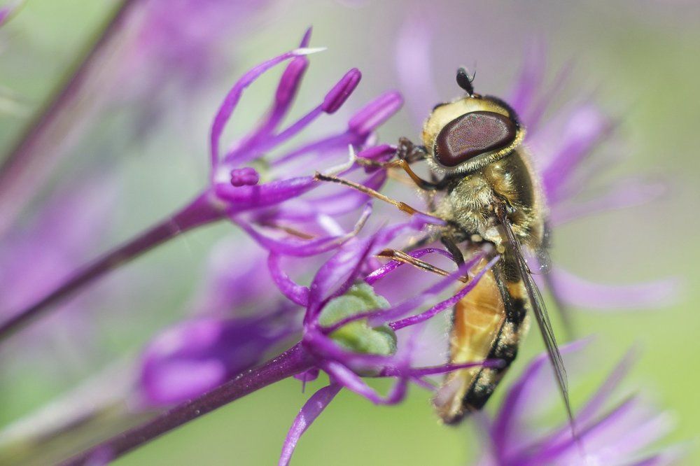 Полосатый мух