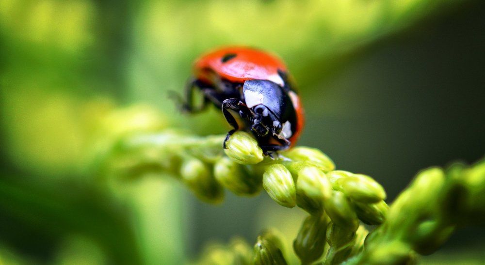 Вверх по лестнице !!!