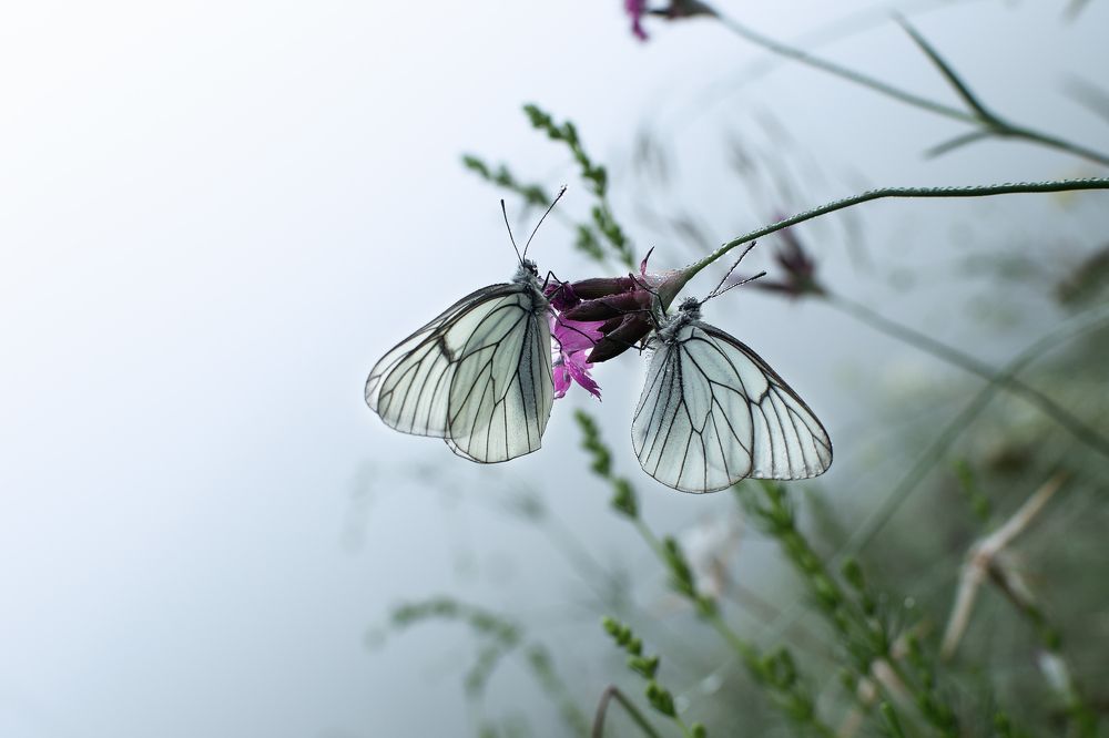 Бабочки спят