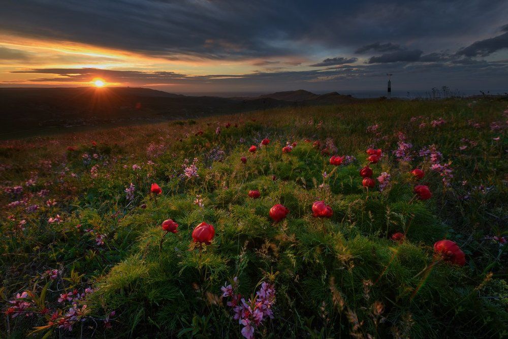 Утро.Ветер.И цветы...