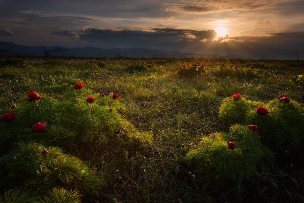 Вечер с пионами