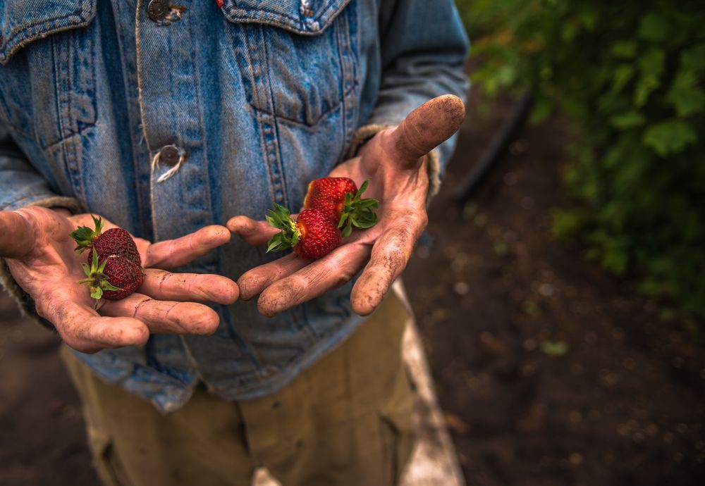Крестьянин и ягоды