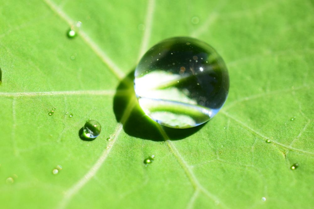 Капля росы на листике настурции