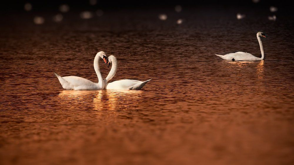 Третий лишний?