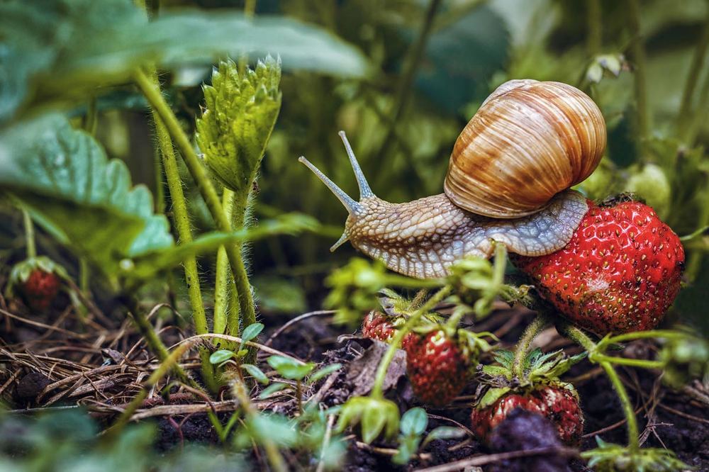 любитель клубники