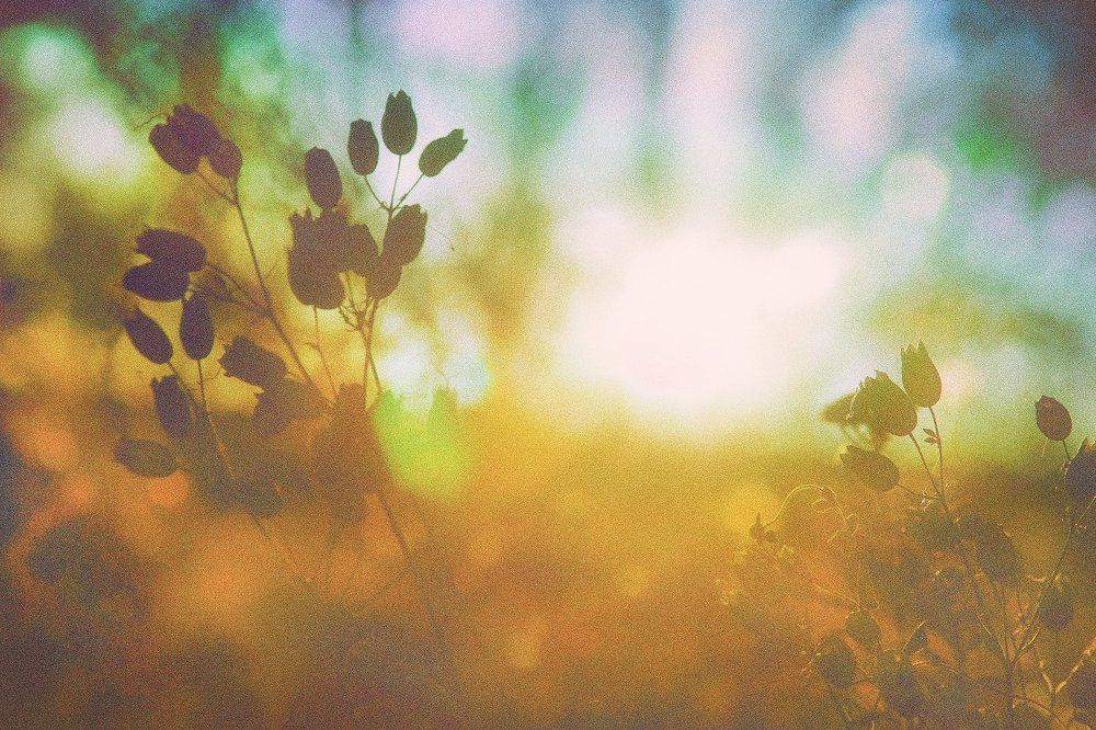 Серия "Цветные сны". Сон первый