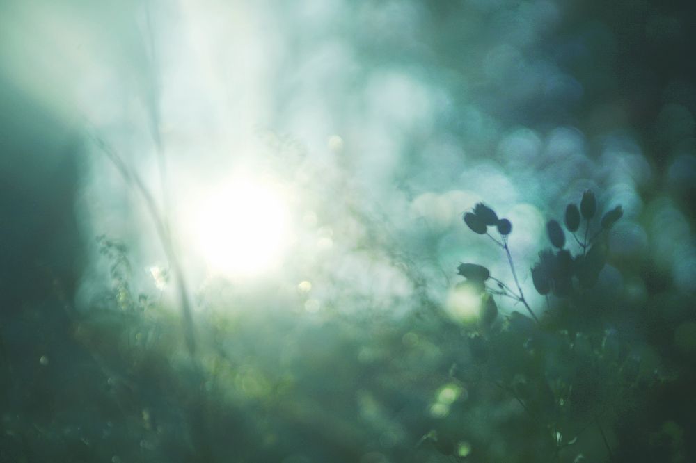 Серия "Цветные сны". Сон второй