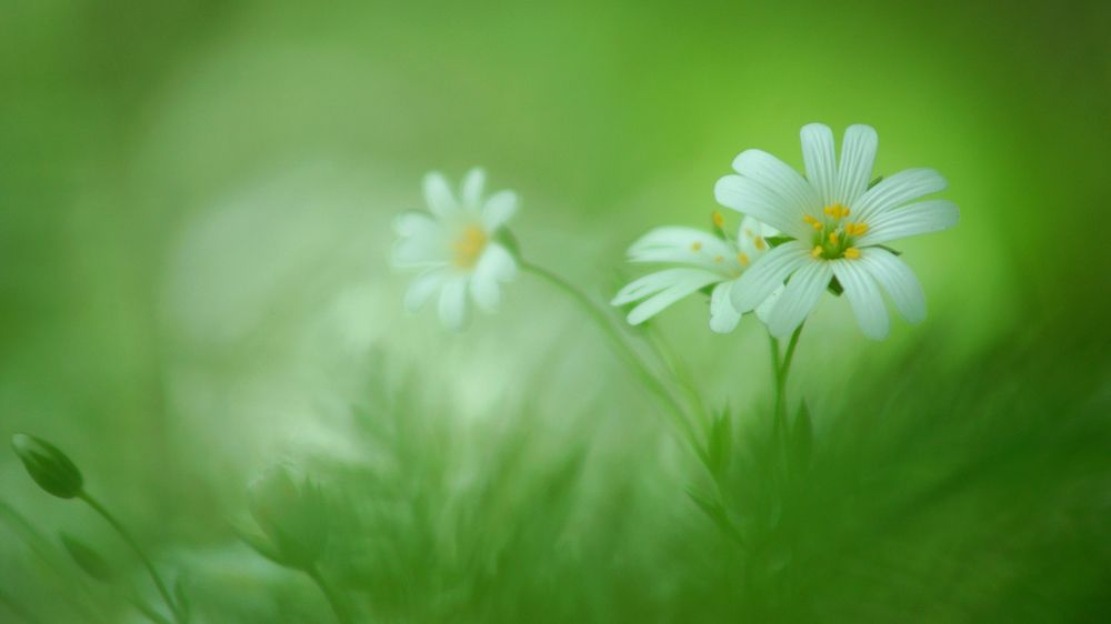 Цветочная рапсодия