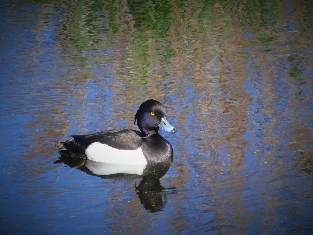 Как прекрасен этот мир