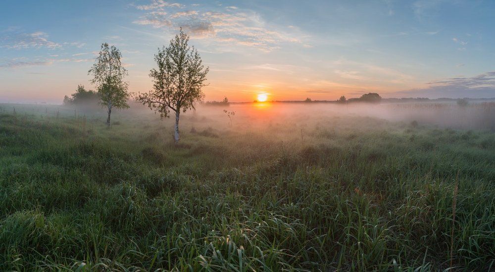 Две березки на заболоченном лугу