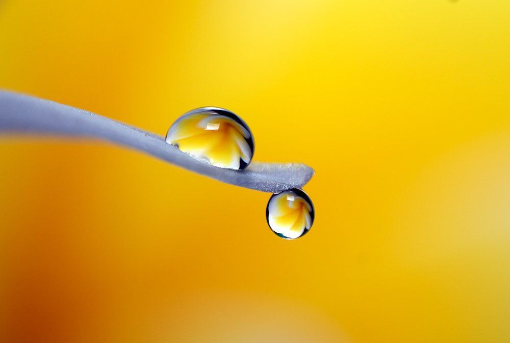 yellow refraction