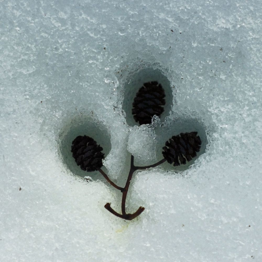 трое на снегу