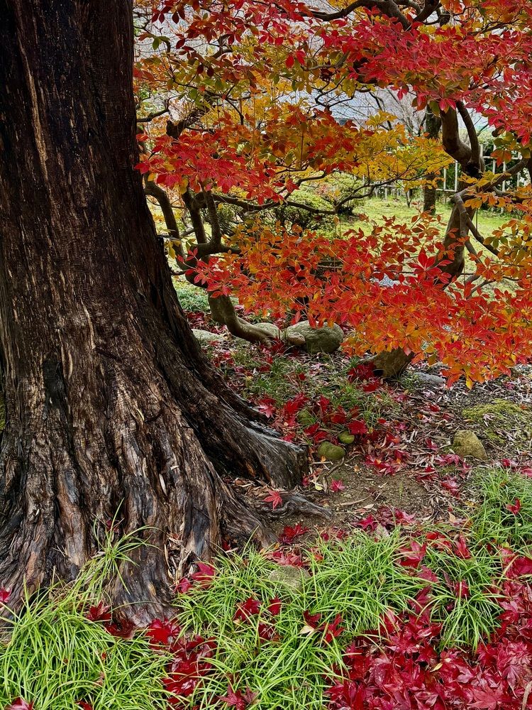 Фотография автора Алла Киселева